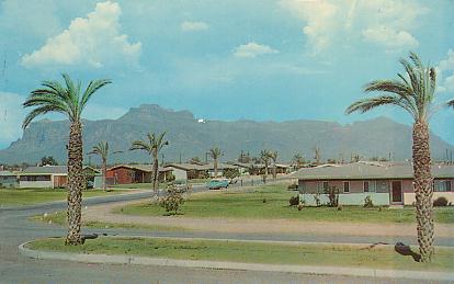 Date Palm Grove in Arizona clean & unposted Vintage 1970's Postcard