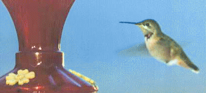 Site provides a list of birds I have seen in, from, or near my yard on the far eastside of Tucson, Arizona.