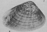 Article describes recent and fossils species of the bivalve Crassatella from southern California.
