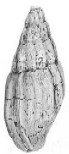 Article describes a new species of the gastropod Fulgoraria from the Paleocene of Southern California.