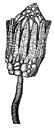 Invertebrate Fossils Webring