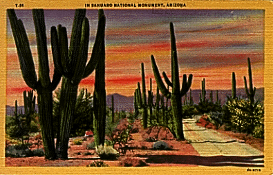 Postcard:  Saguaro National Monument