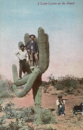 Postcard:  A 
Giant Cactus on the Desert