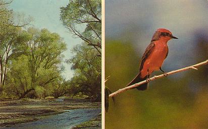Postcard:  Vermilion Flycatcher in Patagonia-Sonoita Creek Sanctuary,  Arizona