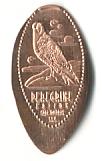 Peregrine Falcon.  Cape Meares S.S.V.