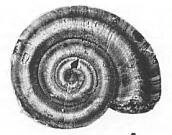 Paper describes a new species of fossil gastropod Straparollus from the Mississippian of central Nevada.