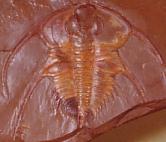 Trilobite: Bristolia bristolensis